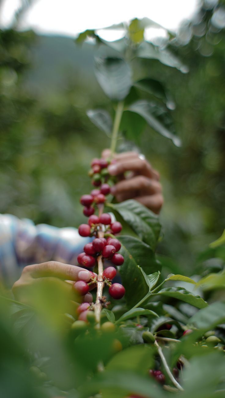 Four Generations. One Estate. The Story Behind Rest & Roast