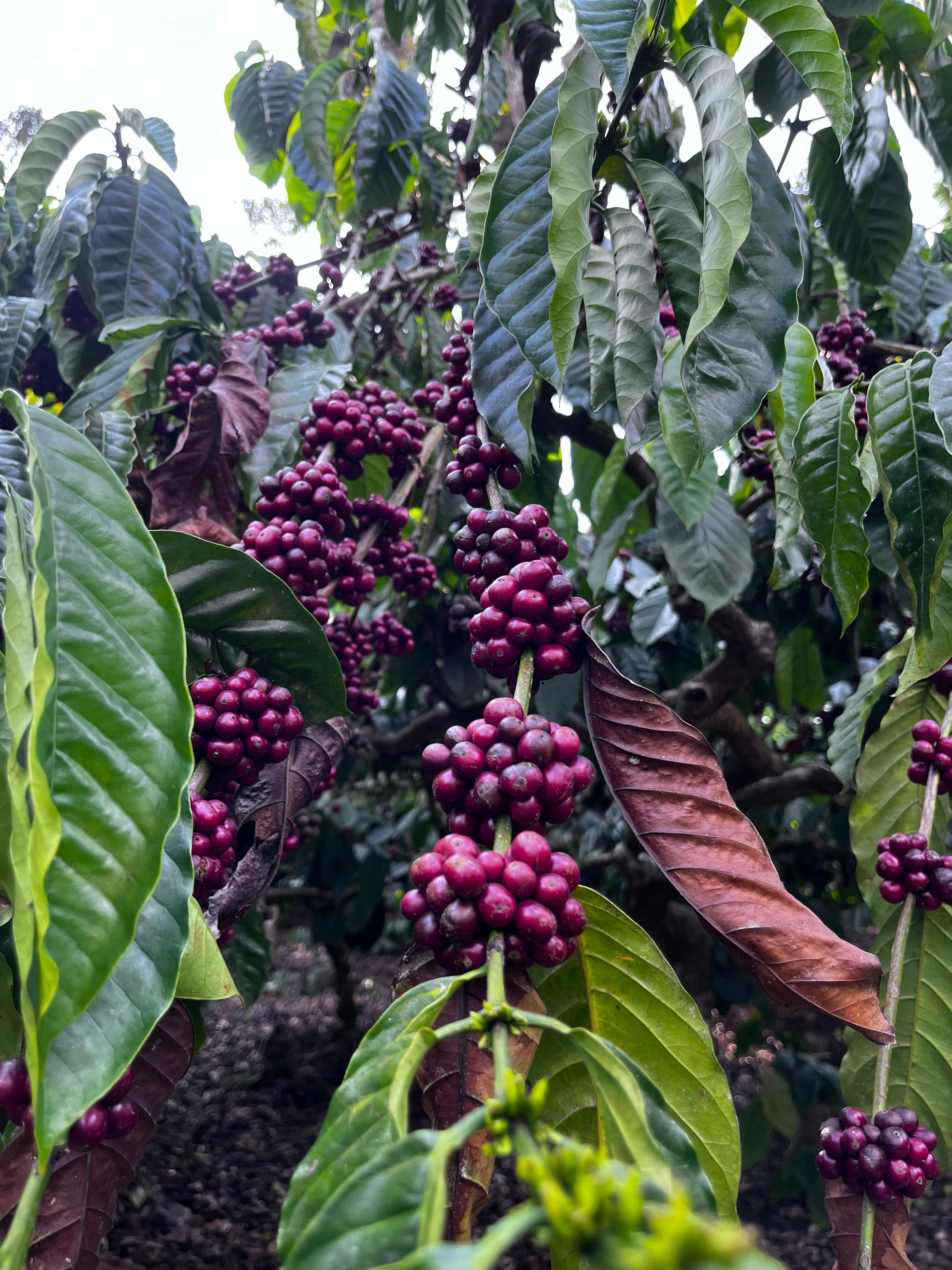The History of Coffee in India
